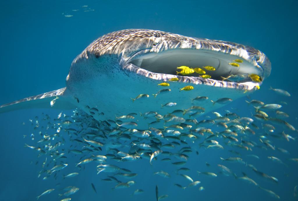 Отель Sal Salis Ningaloo Reef Эксмут Экстерьер фото
